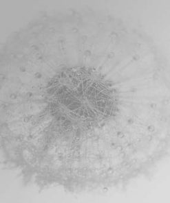 Delicate Line