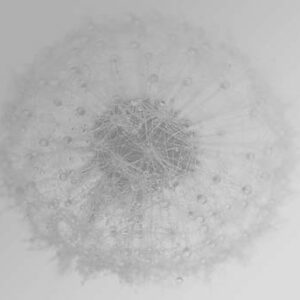 Delicate Line